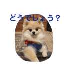 ころん日和#2（個別スタンプ：28）