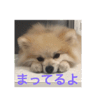 ころん日和#2（個別スタンプ：31）