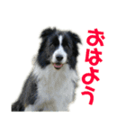 ボーダーコリーなLife（個別スタンプ：1）