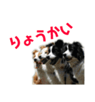 ボーダーコリーなLife（個別スタンプ：5）