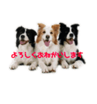 ボーダーコリーなLife（個別スタンプ：7）