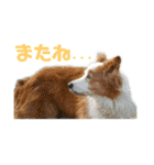 ボーダーコリーなLife（個別スタンプ：8）