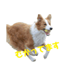ボーダーコリーなLife（個別スタンプ：16）