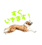 ボーダーコリーなLife（個別スタンプ：17）