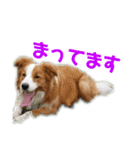 ボーダーコリーなLife（個別スタンプ：20）