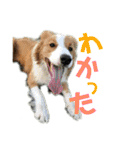 ボーダーコリーなLife（個別スタンプ：24）