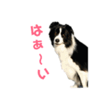 ボーダーコリーなLife（個別スタンプ：25）