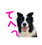 ボーダーコリーなLife（個別スタンプ：28）