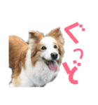 ボーダーコリーなLife（個別スタンプ：29）