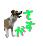 ボーダーコリーなLife（個別スタンプ：30）
