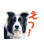 ボーダーコリーなLife（個別スタンプ：33）