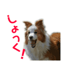 ボーダーコリーなLife（個別スタンプ：35）
