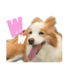 ボーダーコリーなLife（個別スタンプ：39）