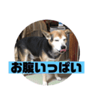 くろの日常。（個別スタンプ：21）