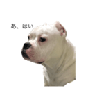 ウザい犬（個別スタンプ：1）