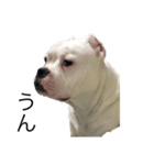 ウザい犬（個別スタンプ：2）