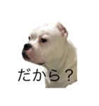 ウザい犬（個別スタンプ：4）