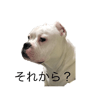 ウザい犬（個別スタンプ：6）