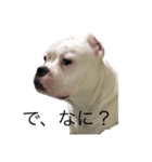 ウザい犬（個別スタンプ：7）