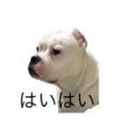 ウザい犬（個別スタンプ：8）