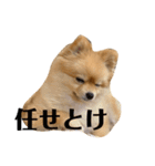 ルークのにくきゅう（個別スタンプ：2）