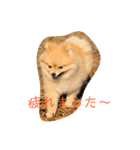 ルークのにくきゅう（個別スタンプ：5）