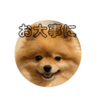 ルークのにくきゅう（個別スタンプ：8）
