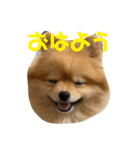 ルークのにくきゅう（個別スタンプ：11）