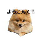 ルークのにくきゅう（個別スタンプ：13）
