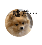 ルークのにくきゅう（個別スタンプ：14）