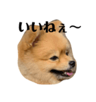 ルークのにくきゅう（個別スタンプ：15）