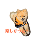 ルークのにくきゅう（個別スタンプ：17）