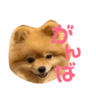 ルークのにくきゅう（個別スタンプ：19）
