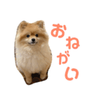 ルークのにくきゅう（個別スタンプ：21）
