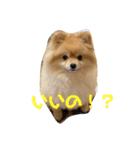 ルークのにくきゅう（個別スタンプ：23）