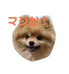 ルークのにくきゅう（個別スタンプ：24）