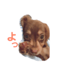 ちょこたんわんこ1（個別スタンプ：2）