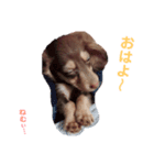 ちょこたんわんこ1（個別スタンプ：7）