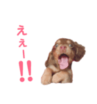 ちょこたんわんこ1（個別スタンプ：8）