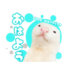 フェレットのぶぶ（個別スタンプ：1）