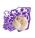 フェレットのぶぶ（個別スタンプ：2）