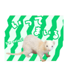 フェレットのぶぶ（個別スタンプ：8）