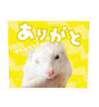 フェレットのぶぶ（個別スタンプ：9）