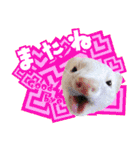 フェレットのぶぶ（個別スタンプ：12）