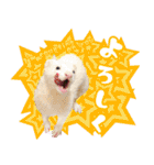 フェレットのぶぶ（個別スタンプ：13）