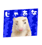 フェレットのぶぶ（個別スタンプ：14）
