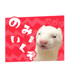 フェレットのぶぶ（個別スタンプ：15）