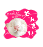 フェレットのぶぶ（個別スタンプ：16）