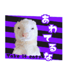 フェレットのぶぶ（個別スタンプ：20）