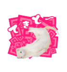 フェレットのぶぶ（個別スタンプ：21）